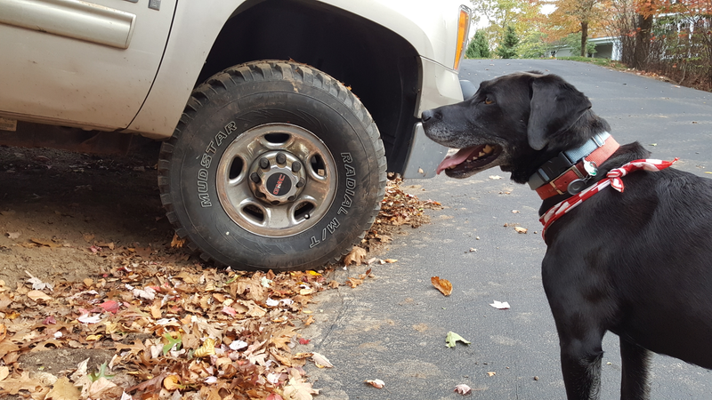 This is Hank. Hank is Dank.